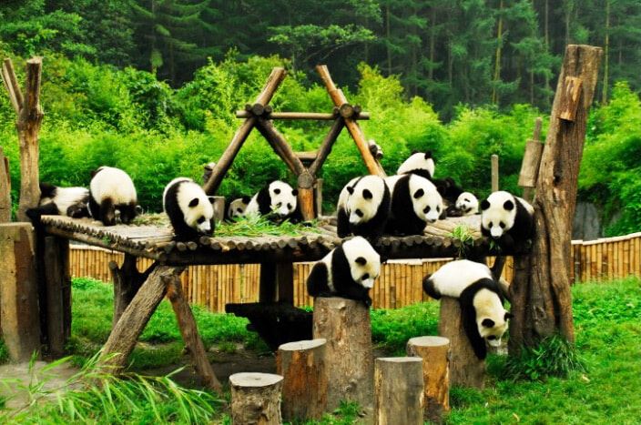Gấu trúc Thành Đô